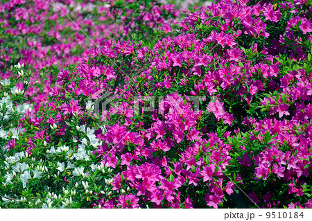 ツツジ 9510184