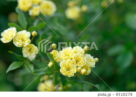 モッコウバラ モッコウバラ 9510276