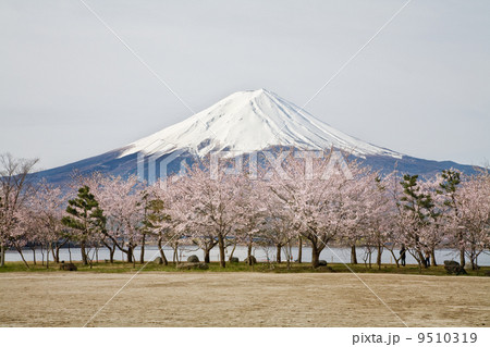 富士山と桜並木 9510319