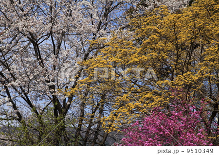 春の高島公園 9510349