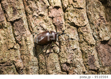 カブトムシ 9510564