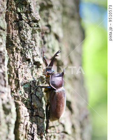 カブトムシ 9510573