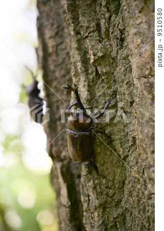 カブトムシ 9510580