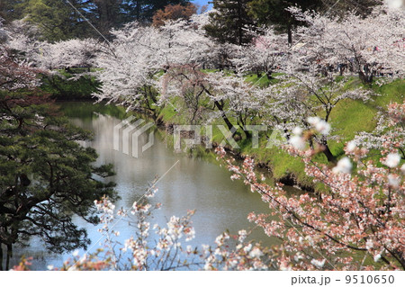 上田城跡公園の桜 上田城跡公園の桜 9510650