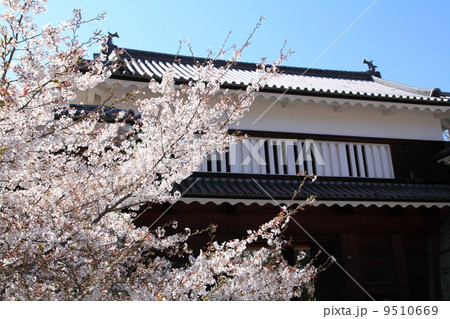 上田城跡公園の桜 上田城跡公園の桜 9510669