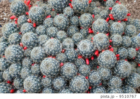 サボテンの赤い実(キンショウギョク) サボテンの赤い実(キンショウギョク) 9510767