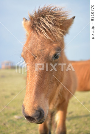 与那国馬 9510770