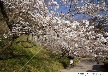 飫肥城の桜 飫肥城の桜 9510792