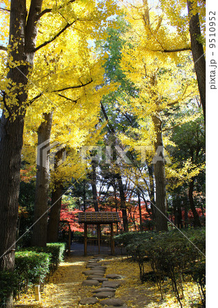 大田黒の紅葉 9510952