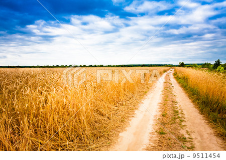 Rural Countryside Road Through Fields With Wheat Rural Countryside Road Through Fields With Wheat 9511454