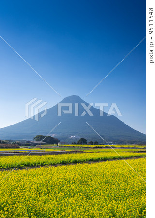菜の花畑と開聞岳 菜の花畑と開聞岳 9511548
