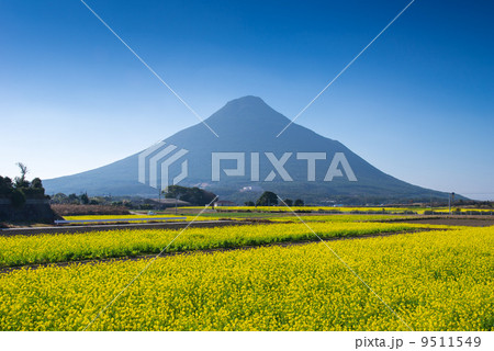 菜の花畑と開聞岳 9511549