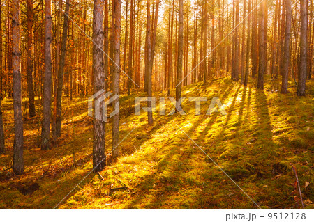 Dawn in old summer forest 9512128