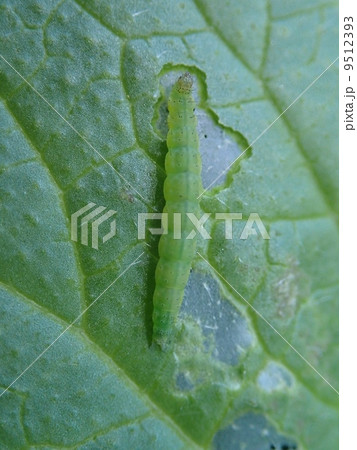 青虫 青虫 9512393