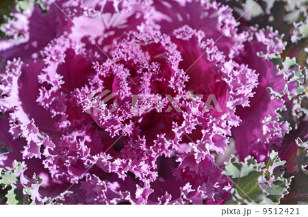 ハボタン(葉牡丹) ハボタン(葉牡丹) 9512421