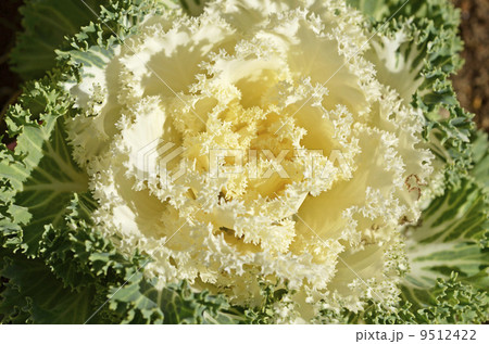 ハボタン（葉牡丹） 9512422