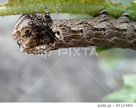 クロメンガタスズメ幼虫 茶色 の写真素材