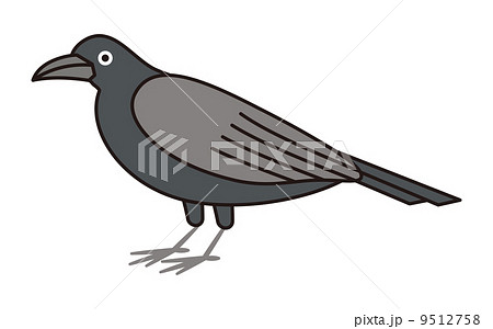 カラス カラス 9512758