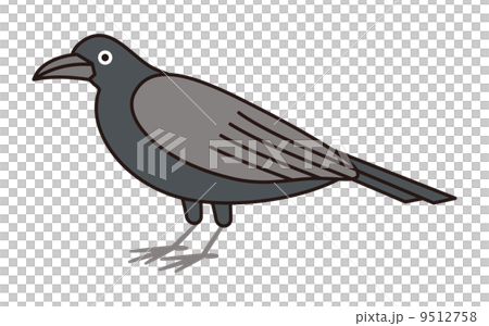 カラス カラス 9512758