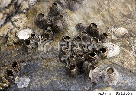 フジツボ 9513655