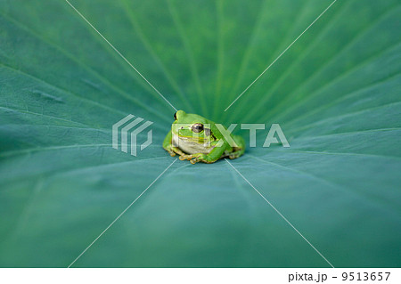 ハスの葉の上のアマガエル 9513657
