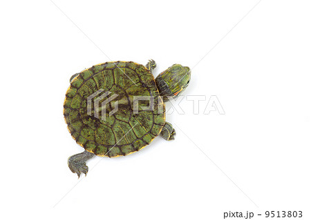 ミドリガメ 9513803