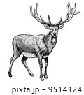 engraving of reindeer on white background 9514124