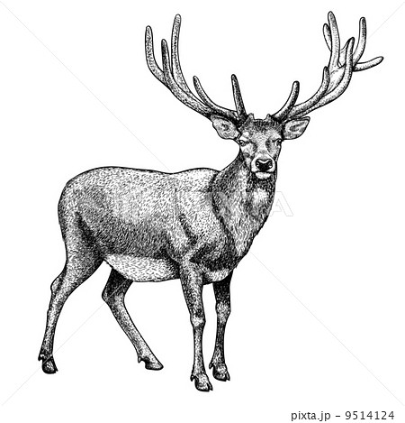 engraving of reindeer on white background 9514124
