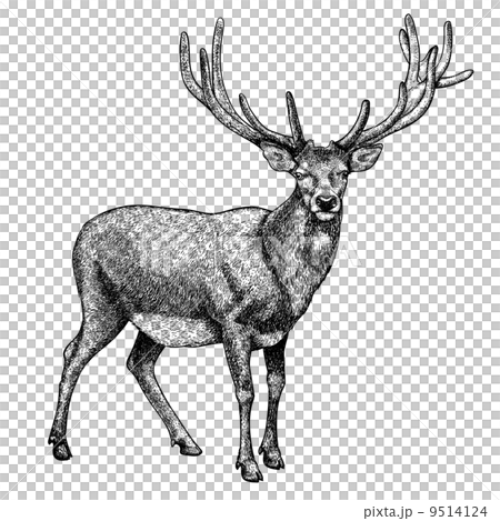 engraving of reindeer on white background 9514124