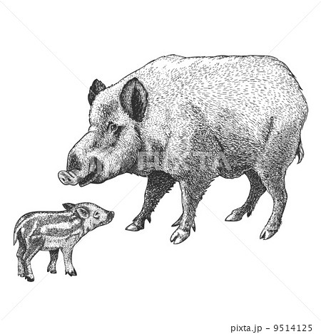 engraving boar and piglet 9514125