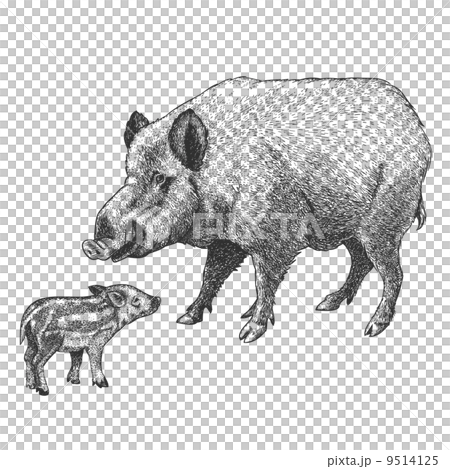 engraving boar and piglet 9514125