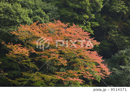 安居渓谷の紅葉 9514371