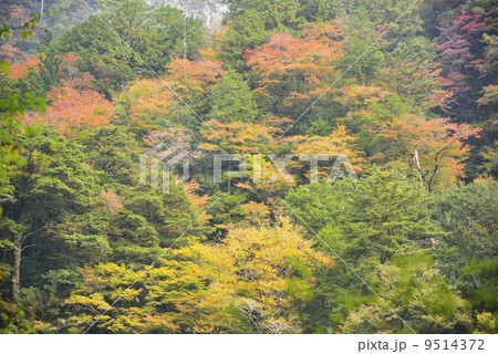 安居渓谷の紅葉 安居渓谷の紅葉 9514372