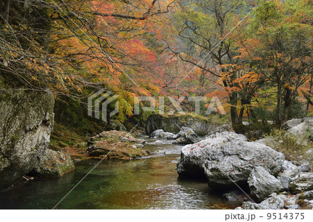 小田深山の紅葉 9514375