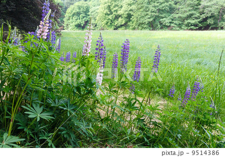 Purple flowers Purple flowers 9514386