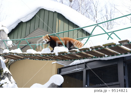 レッサーパンダ レッサーパンダ 9514821