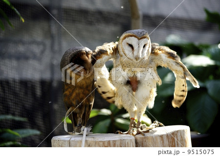 メンフクロウ メンフクロウ 9515075