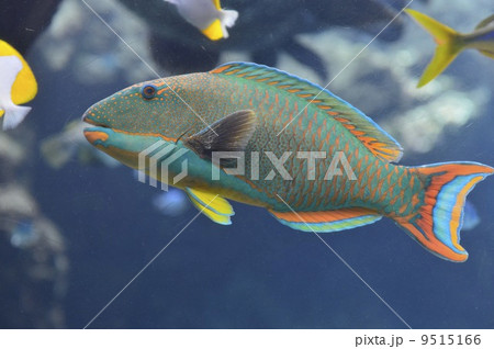 イロブダイ 9515166