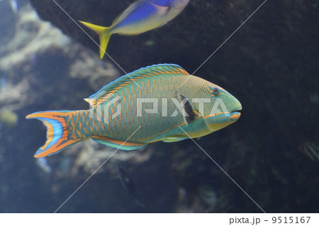 イロブダイ 9515167