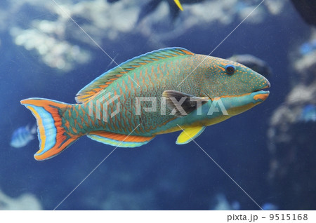 イロブダイ 9515168