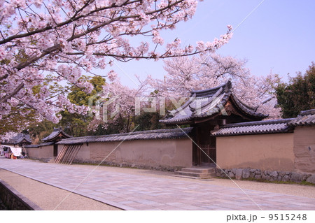 法隆寺（奈良）普門院に咲く桜 9515248