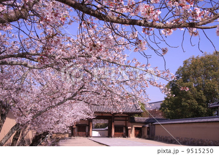 法隆寺(奈良)東大門に咲く桜 法隆寺(奈良)東大門に咲く桜 9515250