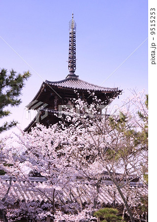 法隆寺 奈良 五重塔に咲く桜の写真素材