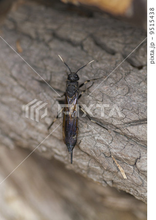 クロヒラアシキバチ クロヒラアシキバチ 9515438