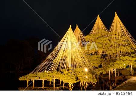 冬の兼六園・唐崎松【横】 9515464