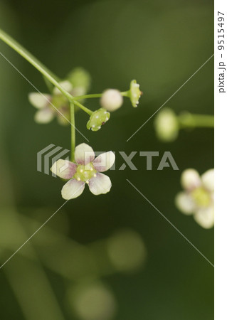 ツリバナ 9515497