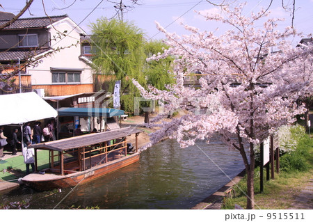 伏見疏水に咲く桜 伏見疏水に咲く桜 9515511