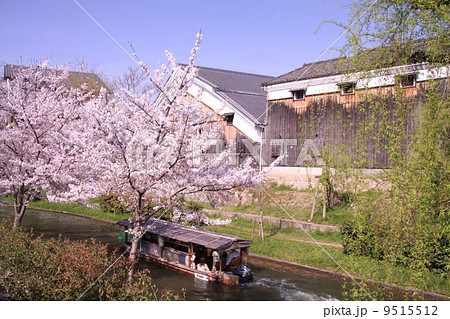 伏見疏水に咲く桜 9515512