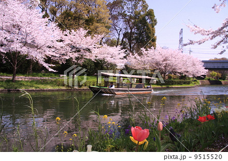 伏見疏水（京都）に咲く桜 9515520