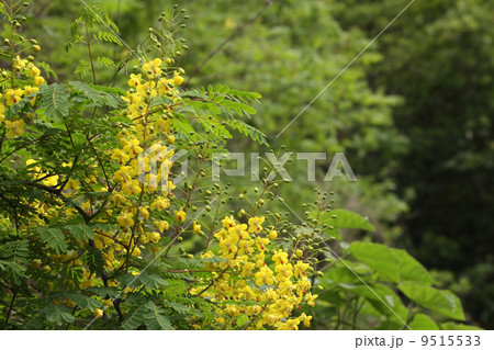 ジャケツイバラ ジャケツイバラ 9515533